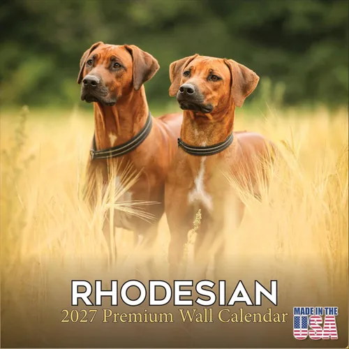 Miniatura 35 de Calendario amarillo 2025 2026 de Labrador Pups – Calendario mensual de pared de raza de perro – 12" x 24" abierto – Papel grueso anti-traspaso