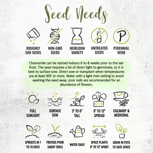 Miniatura 8 de Seed Needs Semillas de manzanilla romana para plantar, sin OMG, reliquia y sin tratar, cultiva un jardín de hierbas medicinales cultivadas en casa