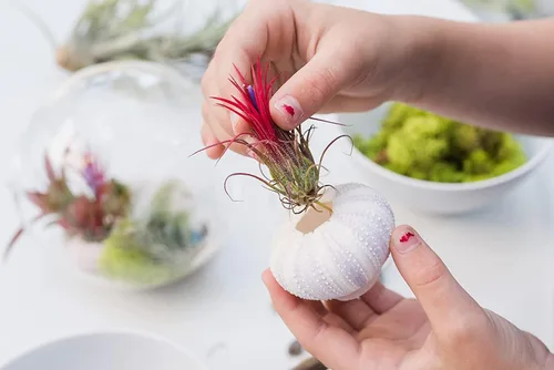 Miniatura 2 de Air Plant Shop Paquete de 3 erizos de mar morados con plantas de aire surtidas, suculentas, Tillandsia viva, plantas de interior y exterior de fácil