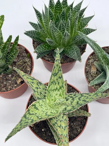 Miniatura 7 de BubbleBlooms Surtido variado de aloe, macetas de 3 pulgadas, 4 suculentas de aloe diferentes