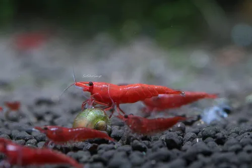 Miniatura 12 de Camarones vivos de acuario de agua dulce - Neocaridina (Carbon Rili, 10 unidades)