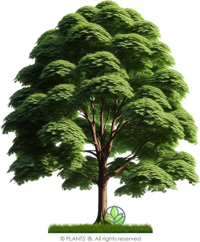 Miniatura 3 de Southern Red Maple Tree Premium Seeds Acer rubrum 'Summer' Plants'® (Premium Seeds, 10)