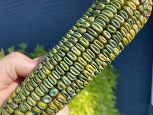 Miniatura 5 de TomorrowSeeds - Semillas de maíz ornamentales con abolladuras verdes oaxaqueñas - Más de 60 unidades - para plantar 2026, verde, azul, oro