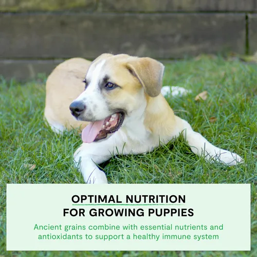 Miniatura 5 de Open Farm, Alimento seco para cachorros con granos antiguos, rico en proteínas y nutrientes, 90% de proteína animal mezclada con frutas, verduras