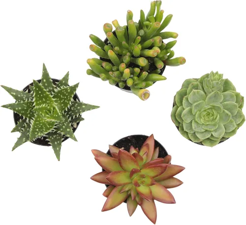 Miniatura 9 de Altman Plants, Plantas suculentas vivas (4 unidades), regalos para amantes de las plantas suculentas, plantas de interior vivas en tierra