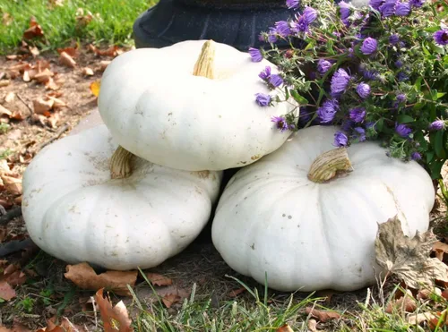 Miniatura 5 de TomorrowSeeds - Semillas de calabaza boer blancas planas - Paquete de más de 10 unidades - Apilables Cenicienta acanaladas de jabalí de otoño Casper
