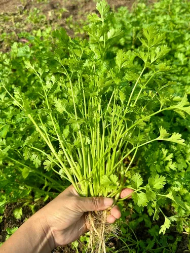 Más de 1000 semillas de cilantro de primera calidad – Ngò Rí, cilantro, perejil chino – Sin OMG, reliquia, tasa de germinación del 99% – Semillas de