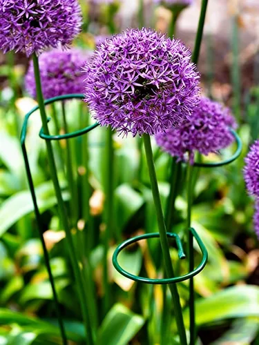 Miniatura 5 de 20 piezas de 16 pulgadas verdes de un solo tallo para plantas de jardín, anillos de soporte de flores, accesorios para amarilis, orquídeas, lirios