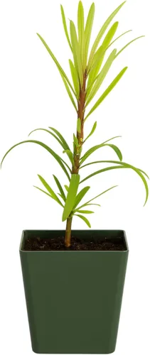 My Shelfie - Podocarpus Macrophyllus Maki Tree (Tejo japonés), planta inicial de bonsái de hoja perenne de 2 pulgadas para jardín, seto o decoración