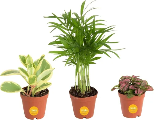 Miniatura 10 de Costa Farms Plantas vivas mini de interior en macetas de plástico, fáciles de mantener, plantas de interior purificadoras de aire, decoración