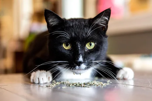 Miniatura 6 de Meowy Janes 1.5 tazas de hierba gatera de súper alta potencia con bola de juguete mullida, cultivada en Estados Unidos (2.5 tazas)