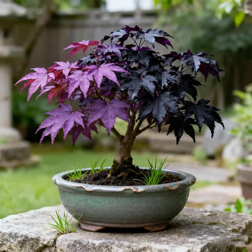 Más de 30 semillas de árbol de arce morado para plantar, semillas raras de árbol Acer Palmatum, semillas de plantas tradicionales sin OMG para