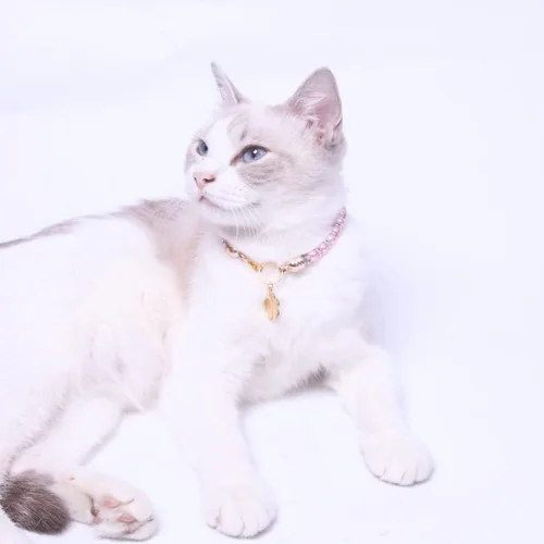 Miniatura 4 de Collares de perlas para mascotas, collares de diamantes, accesorios para collar de gato y perro, suministros para mascotas