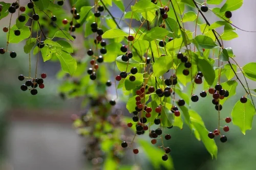Plántulas de árbol de hackberry para plantar, crece cerezos de pájaro, ideal para paisajes y vida silvestre (2 plántulas) - No se envía a California