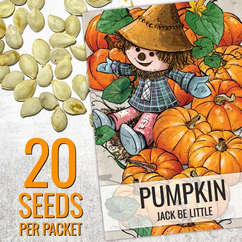 Miniatura 2 de Seed Needs Semillas de calabaza para plantar una colección de mini calabazas, reliquia sin OMG y semillas de calabaza sin tratar para plantar un