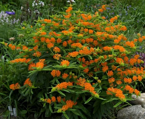Miniatura 2 de Paquete de 25 Semillas Premium de Orange Milkweed (Asclepias tuberosa) Butterfly Lady's