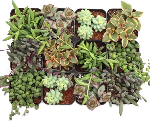 Miniatura 2 de Mountain Crest Gardens Paquete de Suculentas Trailing & Strings - 12 Plantas Vivas en Macetas de 2 Pulgadas - Suculentas Reales para Jardineras