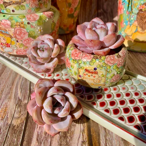 Miniatura 14 de Echeveria - Kit de suculentas de vino tinto y champán, con maceta de plástico, 1 cabeza de planta viva de 2 pulgadas, suelo comprimido y guía
