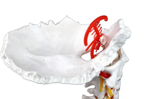 Miniatura 5 de VAV261 Columna cervical con nervios y arterias Tamaño natural, articulado 7 vértebras cervicales, discos intervertebrales Hueso occipital