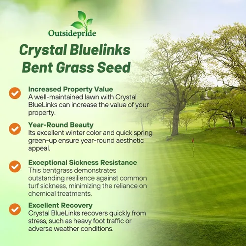 Miniatura 3 de Outsidepride Crystal Bluelinks - Semilla de césped doblada rastrera – 1 libra de césped denso para verdes de golf y superficies de putting, textura