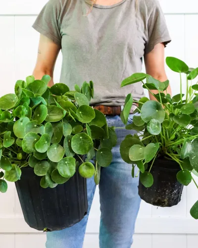 Miniatura 3 de Hermosa planta de dinero chino vivo, en maceta de 4 o 6 pulgadas, planta de panqueques, pilea, planta de la amistad, (maceta de 6 pulgadas)