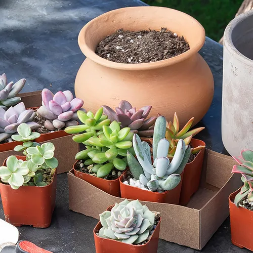 Miniatura 13 de Plantas suculentas vivas (paquete de 6) plantas suculentas en maceta, plantas vivas de interior, plantas de interior vivas, plantas