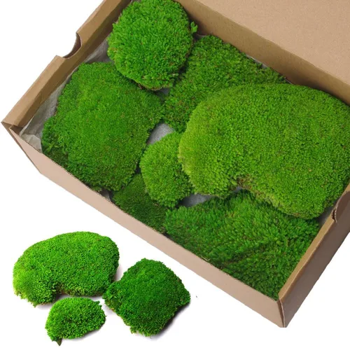 Miniatura 10 de Musgo preservado de 2 pies cuadrados para decoración de pared, decoración de mesa para bricolaje, cuenco de musgo, almohada de musgo, verde natural