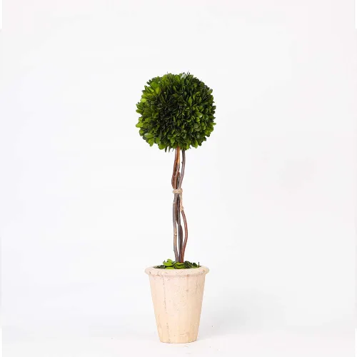Miniatura 6 de Esfera decorativa de boj preservada, hojas de boj reales, plantas verdes, decoración del hogar para Navidad, Día de Acción de Gracias, regalos que