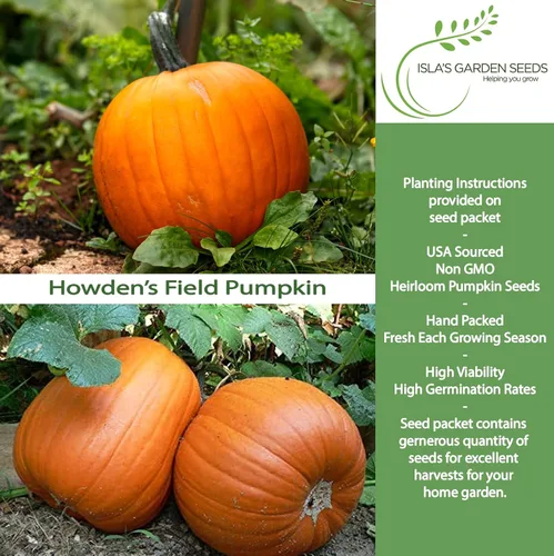 Miniatura 2 de Howden - Semillas de calabaza de campo para plantar, más de 20 semillas tradicionales por paquete, semillas de jardín de Isla