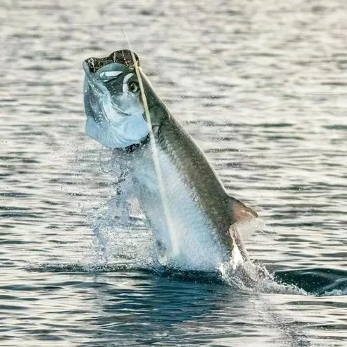 Miniatura 7 de Set de anzuelos de camarón vivo, anzuelos de pesca de acero al carbono con púas para agua dulce y salada, carnada de camarón, carnada para lubina