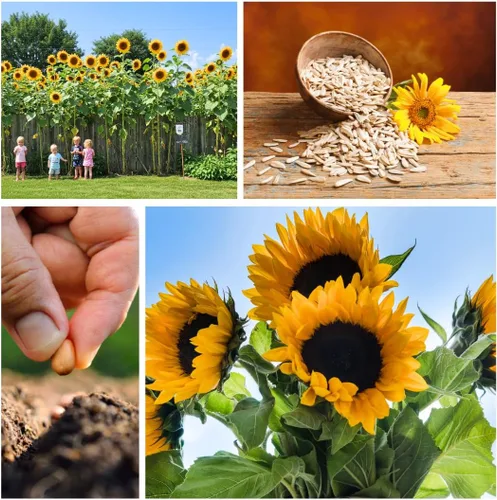 Miniatura 4 de Semillas de girasol gigantes amarillas – 20 semillas fáciles de cultivar – Flores masivas de 2 pies de ancho – Girasoles de patio trasero imponentes