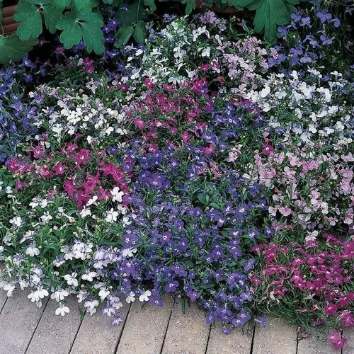 Miniatura 8 de Park Seed Lobelia - Semillas de plantas de flores, fáciles de cultivar, perfectas para jardín de primavera, Crystal Palace, paquete de 20