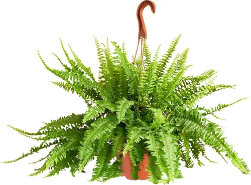 Miniatura 6 de Shop Succulents - Planta colgante Monstera Adansonii, planta de interior viva, planta colgante de queso suizo de fácil cuidado para el hogar