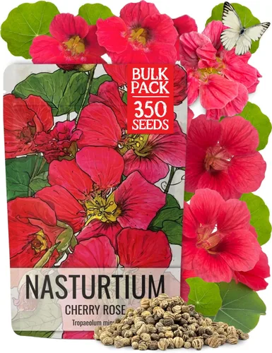 Miniatura 5 de Seed Needs Semillas de Nasturtium de Terciopelo Negro para Plantar - Semillas Herederas No Tratadas y de Polinización Abierta - Flores Comestibles