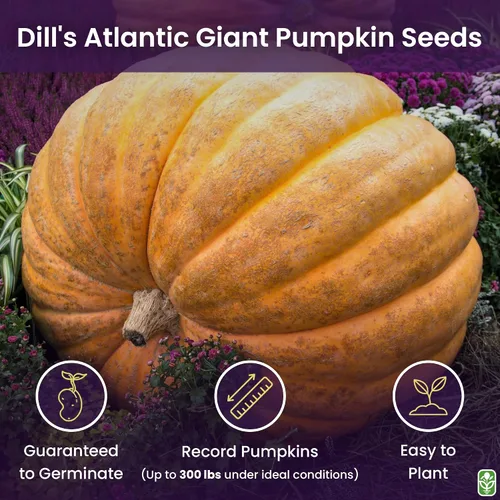 Miniatura 2 de Semillas de calabaza gigantes para plantar – 10 semillas del Atlántico de eneldo para calabazas récords! – Vegetales para plantar al aire libre