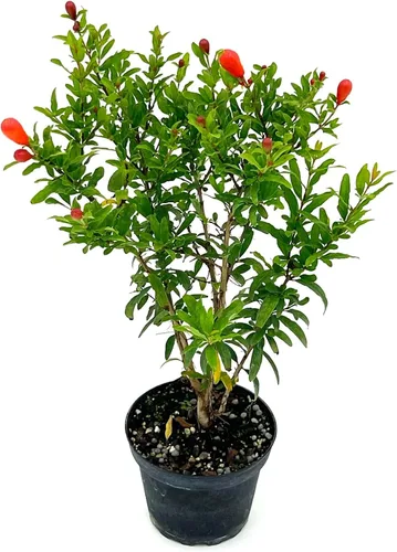 Miniatura 6 de ragnaroc Árboles frutales vivos – Plinia cauliflora Jaboticaba de 9 a 12 pulgadas de alto en maceta de 4 pulgadas – 1 ct – Color cuando florece
