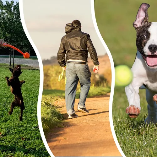 Miniatura 4 de ptlsy Paquete de 16 pelotas de tenis para perros pequeños y medianos (2 pulgadas)