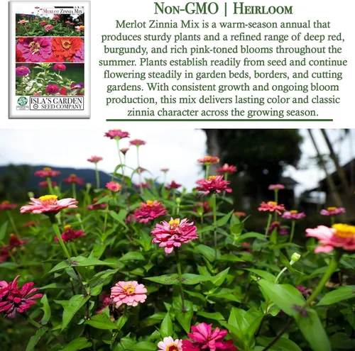 Miniatura 3 de Zinnia Merlot Mix - Semillas de flores para plantar, más de 200 semillas de flores por paquete, meteorito, príncipe morado y escarlata llama