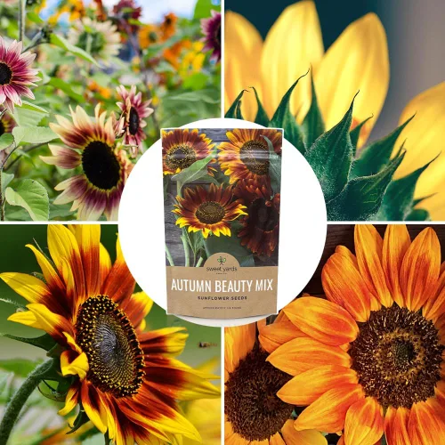 Miniatura 9 de Autumn Beauty Semillas de girasol – Bolsa a granel de 1/4 de libra – Más de 5,000 semillas de flores silvestres polinizadas abiertas sin OMG