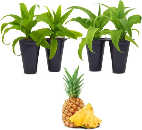 Miniatura 4 de Planta de Piña Jade Blanco (Paquete de 4) Cultiva Tu Propia Comida en Tu Jardín Orgánico Comestible Plantas Fáciles de Cultivar Planta