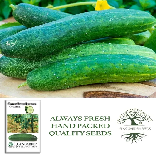 Miniatura 4 de Garden Sweet - Semillas de pepino sin eructos para plantar (Cucumis sativus) – Más de 50 semillas sin OMG y reliquias de Isla's Garden Seeds