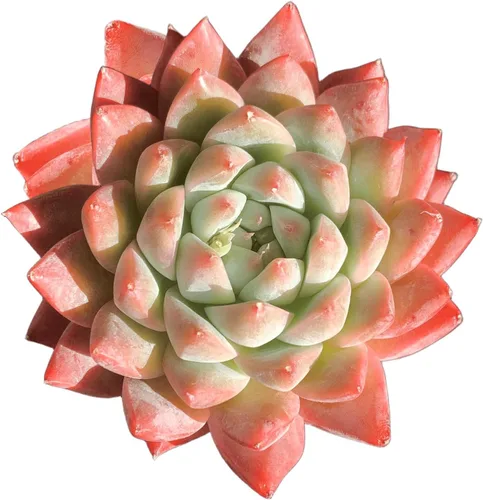 Miniatura 8 de Plantas suculentas vivas Echeveria Perle von Nürnberg, mini suculentas rojas de 3 pulgadas, raíz desnuda sin maceta, planta suculenta decoración