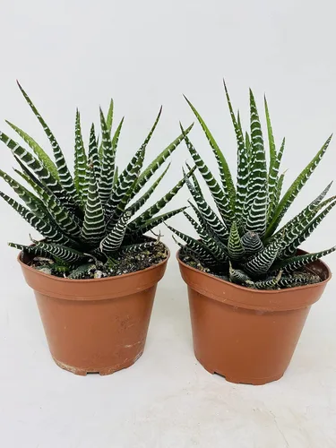 Miniatura 2 de Haworthia Zebra Suculent- Difícil de matar - Paquete de 2 - Maceta de 4 pulgadas