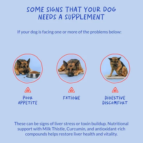 Miniatura 5 de Cardo mariano para perros – 90 masticables suaves – Apoyo hepático y renal – Apoyo hepático con EPA y DHA – Desintoxicación – Suplemento hepático