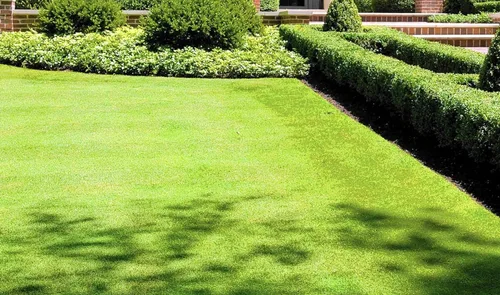 Miniatura 2 de Semillas rastreras BentGrass, 5 libras