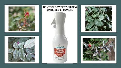 Miniatura 4 de Nature's IQ Fungicida de cobre. Innovadora tecnología de niebla en aerosol. Controla el moho polvoriento, la mancha negra y el óxido. Para usar