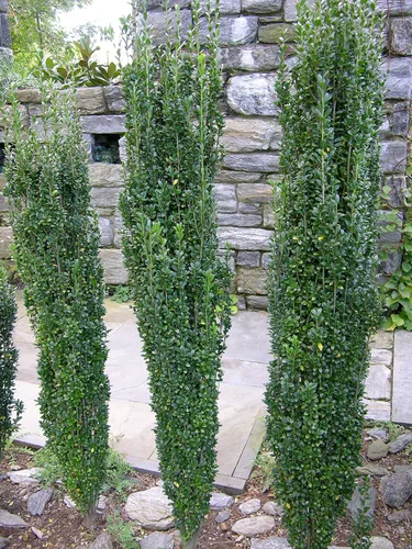 Miniatura 8 de Sky Pencil - Acebo japonés - 3 plantas vivas - Ilex Crenata - Verde perenne formal de bajo mantenimiento