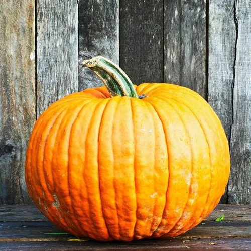 Miniatura 4 de UtopiaSeeds - Semillas de calabaza de campo Connecticut, calabaza grande, ideal para tallar