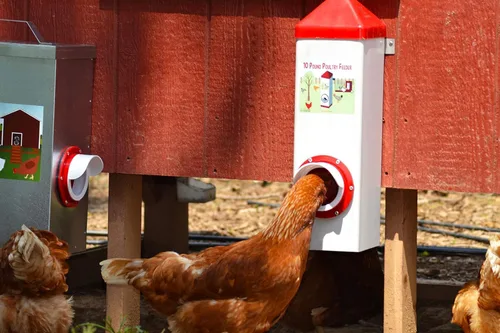 Miniatura 6 de RentACoop Alimentador de pollo de un solo puerto sin BPA de tiro alto de 10 libras, incluye tapa anti-gallina, capucha de lluvia y accesorios