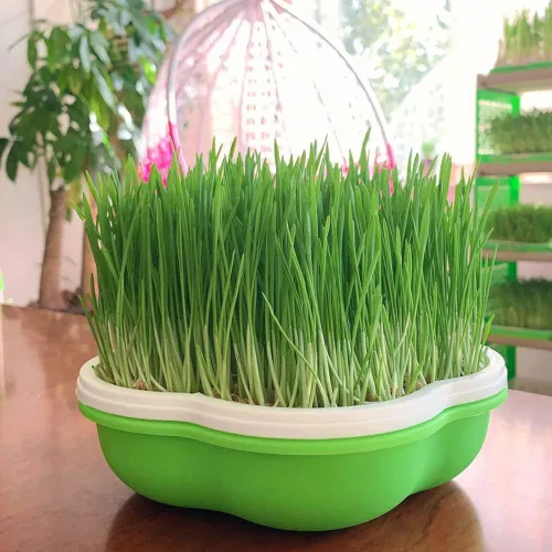 Miniatura 6 de Bandeja para germinar semillas con tapa, forma libre de suciedad y capacidad portátil, sin BPA, verde (2 unidades)